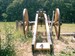 CANNON 1:1